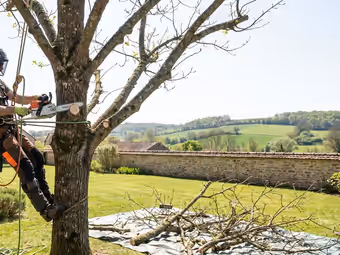 Un élagueur encordé dans un arbre de jardin, tronçonneuse à la main, devant une maison en pierre