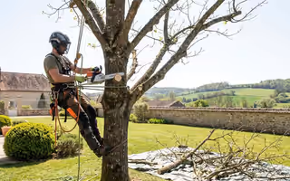 Un élagueur encordé dans un arbre de jardin, tronçonneuse à la main